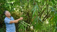 Măng Gầy chứa nhiều chất béo, hiếm có khó tìm