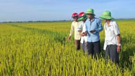 Vượt bất lợi đầu vụ, lúa TBR97 bội thu