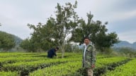 Tạo sinh kế bền vững từ các mô hình nông lâm kết hợp