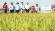 Hà Tĩnh lần đầu áp dụng tưới ngập - khô xen kẽ trong canh tác lúa