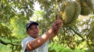 Sầu riêng Khánh Sơn tăng năng suất 30% nhờ VietGAP