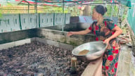 Bỏ lợn nuôi ếch Thái Lan, cá rô, cá lóc