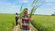 Biến rơm rạ thành phân hữu cơ, giảm 25 - 30% phân hóa học