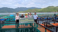Hỗ trợ 18 lồng HPDE và giống cá mú cho mô hình nuôi biển