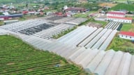 Mộc Châu hướng mục tiêu thành trung tâm rau an toàn hàng đầu miền Bắc
