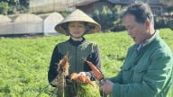 Giống cà rốt mới sạch bệnh, năng suất cao