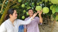 Mã số vùng trồng ‘mở cửa’ cho nông sản ra thế giới