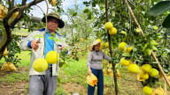 Khẩn trương thu hoạch 'đệ nhất danh quả' né mùa mưa bão, đón rằm tháng 7