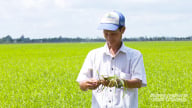 Đồng Tháp phát triển lúa gạo SRP, mở rộng thị trường xuất khẩu sang châu Âu