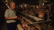 Trang trại gà đẻ 6 tháng không phải dọn phân