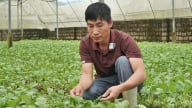 Xây vùng rau hàng hóa từ những nhà màng ở vùng cao