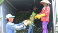 Kiên Giang: Nông dân phấn khởi vì khóm, cau, dừa tăng giá