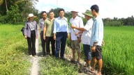 Hậu Giang thực hiện 137 mô hình khuyến nông thúc đẩy sản xuất nông nghiệp