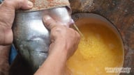Độc đáo nghề 'vuốt bụng cá' kiếm tiền triệu mỗi ngày