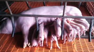 An Giang tập huấn khẩn cấp phòng chống dịch tả heo Châu Phi
