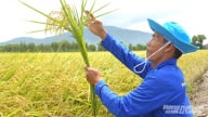 Đưa giải pháp 'Thần Tài' xuống ruộng, nông dân bắt đất phèn đẻ ra tiền