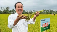 Bộ giống lúa của Vinaseed từng bước xây dựng niềm tin với người dân miền Trung