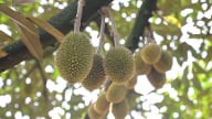 Dinh dưỡng đúng cho sầu riêng: Khổ vì bón thừa phân đạm