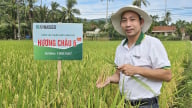 Giống lúa Hương Châu 6 chiếm trọn lòng tin nông dân