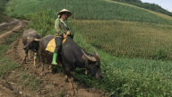 Sáng kiến khoa học cải thiện chuỗi giá trị chăn nuôi cho cộng đồng