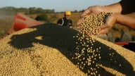 Trung Quốc chính thức mở cửa thị trường cho khô đậu tương Argentina