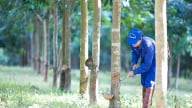 Giá cao su hôm nay 9/5/2025: Thế giới biến động khá mạnh