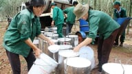 Giá cao su hôm nay 15/5/2025: Thị trường tăng khá mạnh