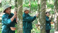 Giá cao su hôm nay 25/5/2025: Thế giới tuần này biến động mạnh