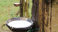 Giá cao su hôm nay 22/5/2025: Thế giới đồng loạt giảm