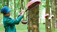 Giá cao su hôm nay 23/5/2025: Trong nước tăng nhẹ