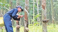 Giá cao su hôm nay 21/7/2025: Tăng nhẹ ngay phiên đầu tuần
