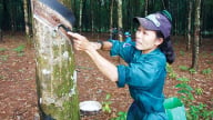 Giá cao su hôm nay 27/5/2025: Biến động mạnh trên thế giới