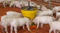 Giá heo hơi hôm nay 29/8/2025: Tăng trở lại khi tình hình dịch được kiểm soát