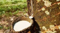 Giá cao su hôm nay 31/5/2025: Thế giới đồng loạt giảm