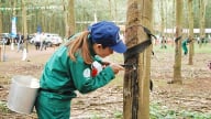 Giá cao su hôm nay 1/6/2025: Tuần này thế giới giảm mạnh