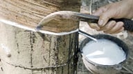 Giá cao su hôm nay 21/8/2025: Tăng giảm trái chiều