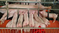 Giá heo hơi hôm nay 27/8/2025: Quảng Trị rơi về mốc 51.000 đ/kg