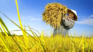 Giá lúa gạo hôm nay 15/5/2025: Thị trường biến động nhẹ