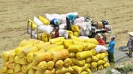 Giá lúa gạo hôm nay 27/5/2025: Thị trường vẫn đứng yên