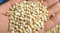 Giá tiêu hôm nay 9/6/2025: Cao nhất ở mức 143.000 đ/kg