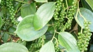 Giá tiêu hôm nay 29/8/2025: Tiếp tục tăng, chạm mốc 152.000 đ/kg