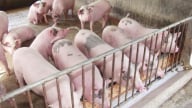 Giá heo hơi hôm nay 13/6/2025: Không có thay đổi mới