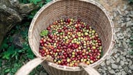 Giá cà phê hôm nay 13/6/2025: Robusta hồi phục
