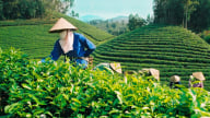 Ngành chè vẫn đối mặt với áp lực cạnh tranh và nhu cầu giảm