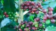 Giá cà phê hôm nay 3/5/2025: Robusta tăng mạnh trở lại