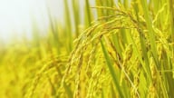 Giá lúa gạo hôm nay 10/5/2025: Ít biến động