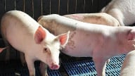 Giá heo hơi hôm nay 4/5/2025: Tuần này giảm nhẹ