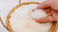 Giá lúa gạo hôm nay 12/5/2025: Lúa tiếp tục xu hướng giảm
