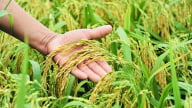 Giá lúa gạo hôm nay 23/5/2025: Lúa giảm nhẹ 100-200 đồng