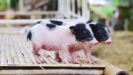 Giá heo hơi hôm nay 8/5/2025: Tiếp tục đà giảm nhẹ
